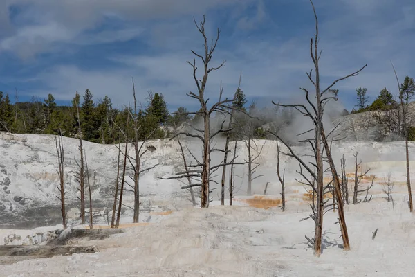 Malownicze Mamut Gorące Źródła Trawertyn Tarasy Krajobraz Yellowstone National Park — Zdjęcie stockowe