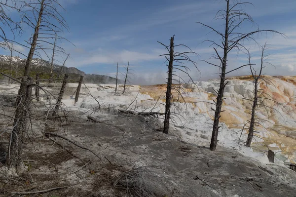 Paisagem Terraços Travertino Nascentes Termais Mamute Cênico Parque Nacional Yellowstone Imagens De Bancos De Imagens