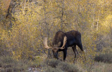 bir boğa düşme rut sırasında Wyoming shiras mus