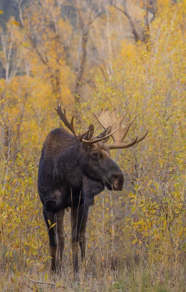 Bull Shiras Moose Wyoming Fall Rut — Stock Photo, Image