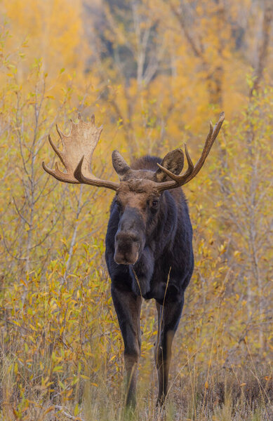 a bull shiras moose in Wyoming during the fall rut