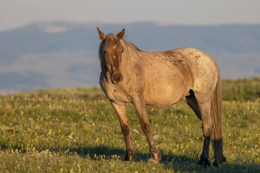 Pryor dağlarında vahşi bir at Yazın Montana 'da