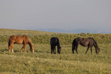 Yazın Montana 'daki Pryor Dağları' nda vahşi atlar