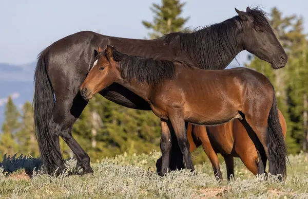 stock image wild horses in the Pryor Mountains Montana in summer