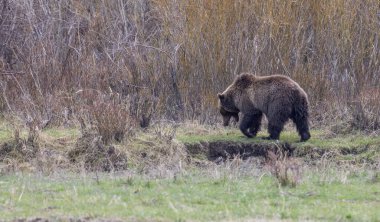 Baharda Yellowstone Ulusal Parkı 'nda bir boz ayı.