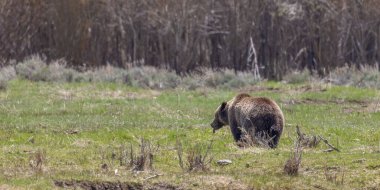 Baharda Yellowstone Ulusal Parkı 'nda bir boz ayı.