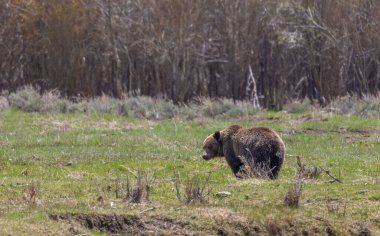 Baharda Yellowstone Ulusal Parkı 'nda bir boz ayı.
