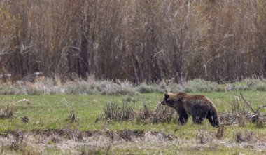 Baharda Yellowstone Ulusal Parkı 'nda bir boz ayı.