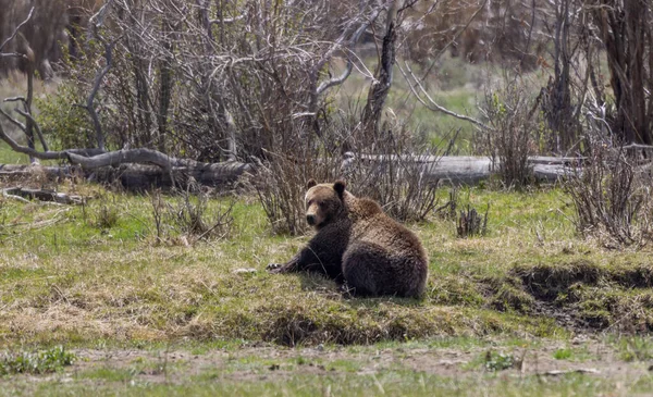 Egy Grizzly Medve Tavasszal Yellowstone Nemzeti Parkban — Stock Fotó