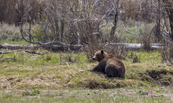 Niedźwiedź Grizzly Wiosną Parku Narodowym Yellowstone — Zdjęcie stockowe