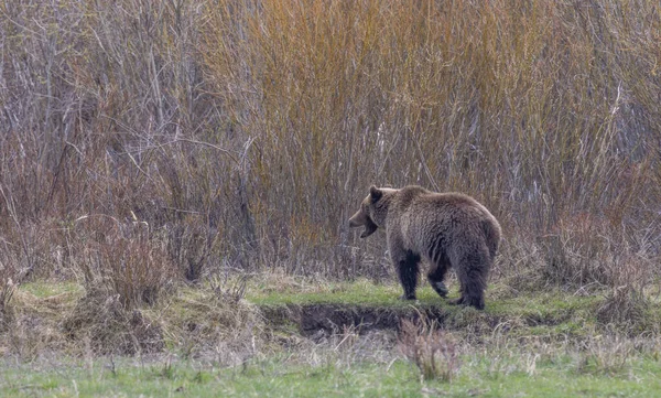 옐로스톤 공원에 회색곰 — 스톡 사진