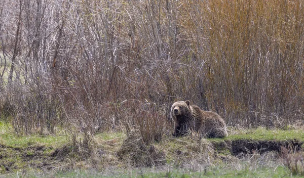 Baharda Yellowstone Ulusal Parkı 'nda bir boz ayı.