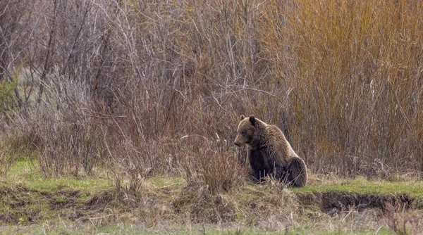 Orso Grizzly Primavera Nel Parco Nazionale Yellowstone — Foto Stock