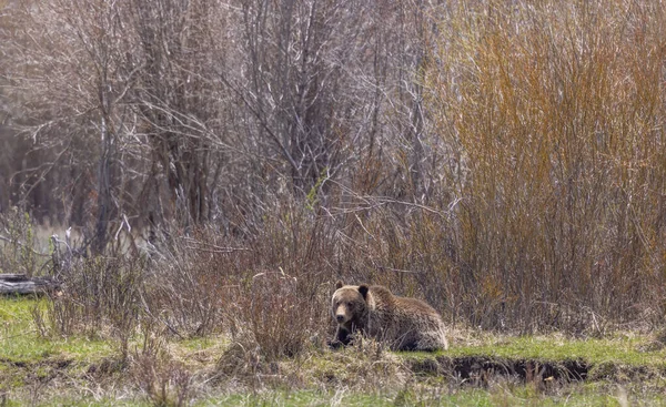 Baharda Yellowstone Ulusal Parkı 'nda bir boz ayı.