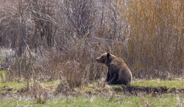 Grizzli Printemps Dans Parc National Yellowstone — Photo