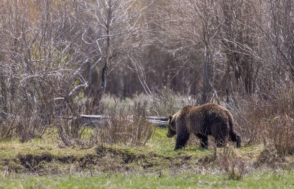 黄石公园春天的灰熊 — 图库照片