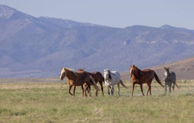 Baharda Utah çölünde vahşi atlar