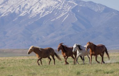 Baharda Utah çölünde vahşi atlar