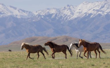 Baharda Utah çölünde vahşi atlar