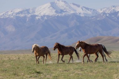 Baharda Utah çölünde vahşi atlar