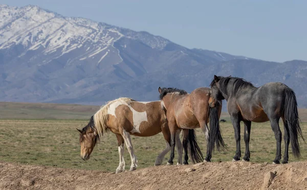 Cavalos Selvagens Deserto Utah Primavera — Fotografia de Stock
