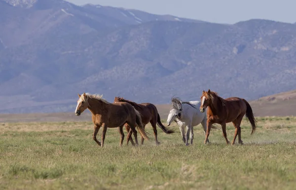 Wild Horses Utah Desert Springtime — Stock Photo, Image