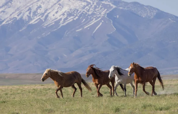 Divoké Koně Poušti Utah Jaře — Stock fotografie