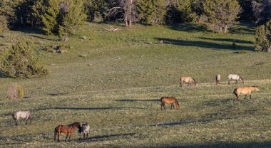 Yazın Montana 'daki Pryor Dağları' nda vahşi atlar