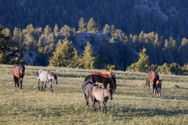 Yazın Montana 'daki Pryor Dağları' nda vahşi atlar