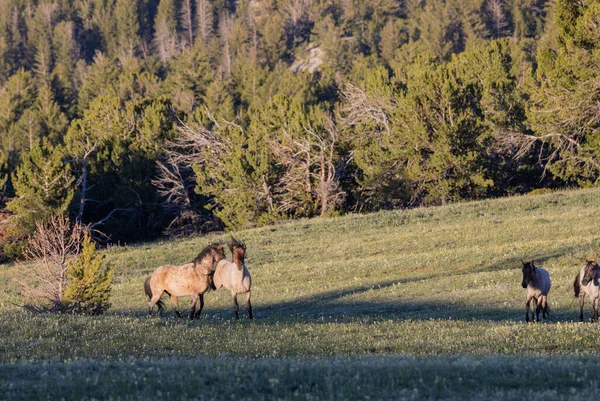 Chevaux Sauvages Dans Les Montagnes Pryor Montana Été — Photo