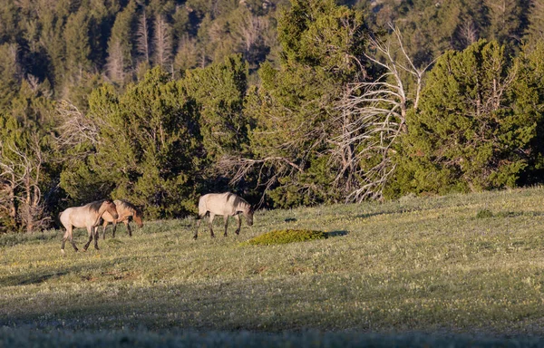 Chevaux Sauvages Dans Les Montagnes Pryor Montana Été — Photo