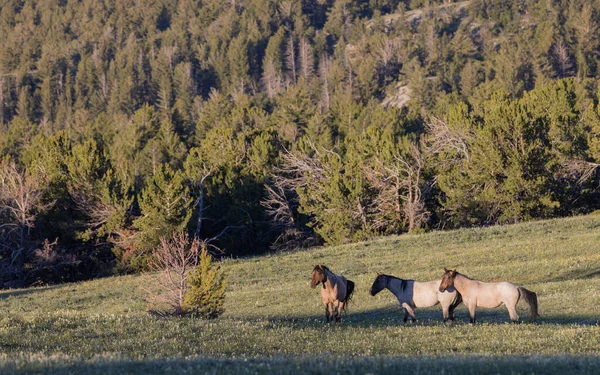 Dzikie Konie Górach Pryor Montana Latem — Zdjęcie stockowe