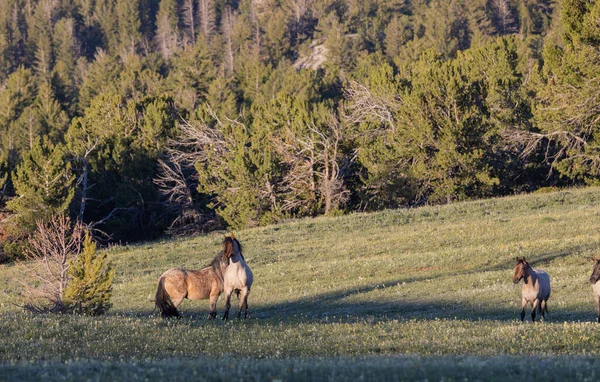 Дикие Лошади Прайорских Горах Монтана Летом — стоковое фото