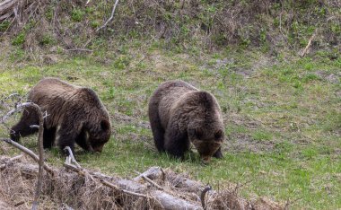 Baharda Boz ayılar Yellowstone Ulusal Parkı Wyoming 'de