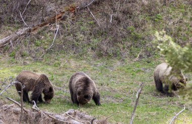 Baharda Boz ayılar Yellowstone Ulusal Parkı Wyoming 'de