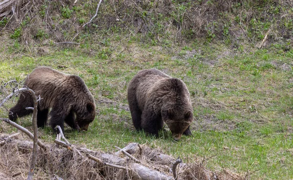 Medvědi Grizzly Jaře Yellowstonském Národním Parku Wyoming — Stock fotografie
