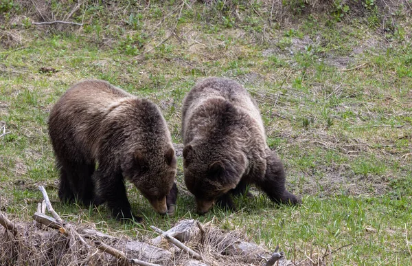 Αρκούδες Γκρίζλι Την Άνοιξη Στο Yellowstone National Park Wyoming — Φωτογραφία Αρχείου
