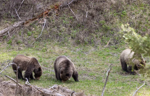 Grizzly Bears Spring Yellowstone National Park Wyoming — Stock Photo, Image