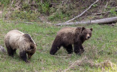 Baharda Boz ayılar Yellowstone Ulusal Parkı Wyoming 'de
