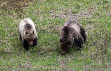 Baharda Boz ayılar Yellowstone Ulusal Parkı Wyoming 'de