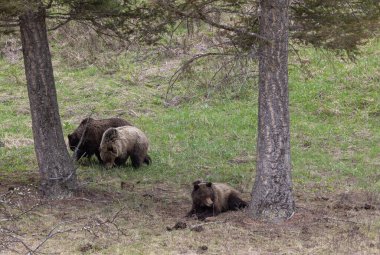 Baharda Boz ayılar Yellowstone Ulusal Parkı Wyoming 'de