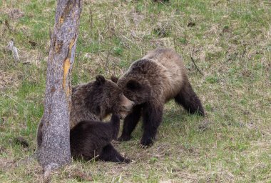 Baharda Boz ayılar Yellowstone Ulusal Parkı Wyoming 'de