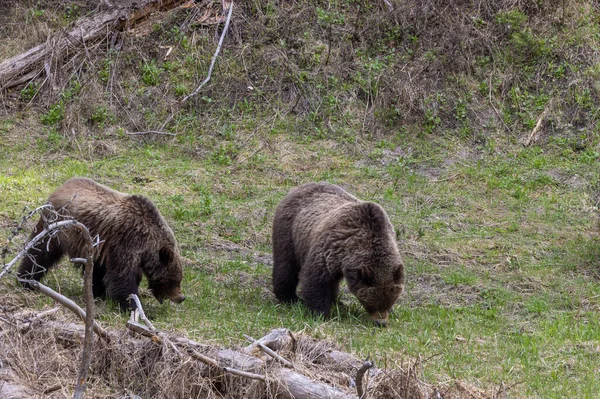 Niedźwiedzie Grizzly Wiosną Parku Narodowym Yellowstone Wyoming — Zdjęcie stockowe