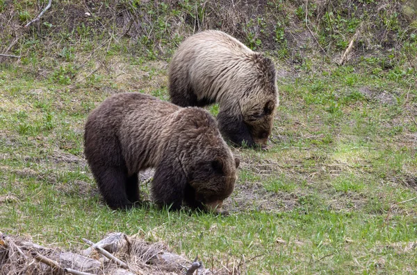 Grizzly Medvék Tavasszal Yellowstone Nemzeti Park Wyoming — Stock Fotó