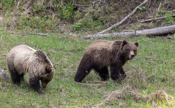 怀俄明州黄石公园春天的灰熊 — 图库照片