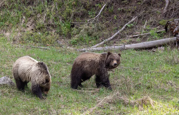 Grizzlybjörnar Våren Yellowstone National Park Wyoming — Stockfoto