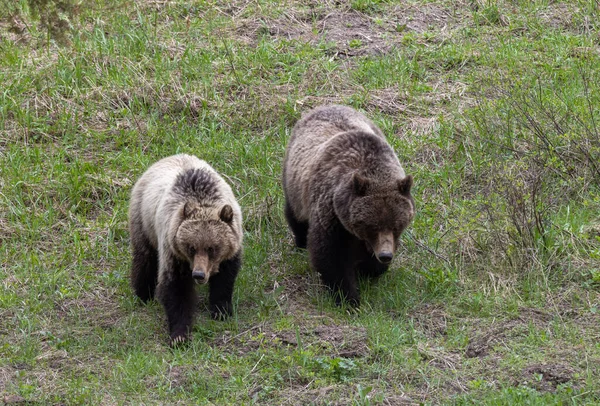 Beruang Grizzly Musim Semi Taman Nasional Yellowstone Wyoming — Stok Foto