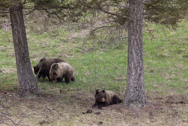 grizzly bears in spring in Yellowstone National Park Wyoming