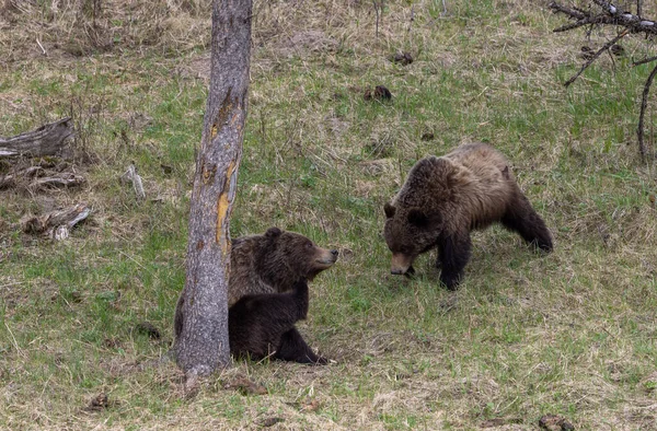 Grizzlybjörnar Våren Yellowstone National Park Wyoming — Stockfoto