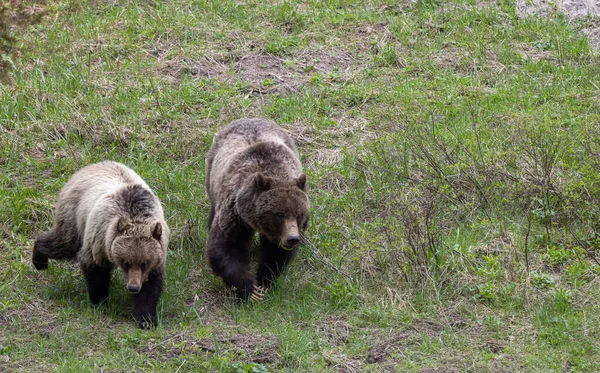 Niedźwiedzie Grizzly Wiosną Parku Narodowym Yellowstone Wyoming — Zdjęcie stockowe
